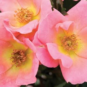 Rose 'Rainbow Knock Out', Rosa 'Rainbow Knock Out', Rosa 'Radcor', 'Rainbow Knock Out' Rose, Shrub Roses, Pink Roses, Pink Flowers